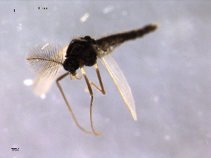  (Limnophyes sp. 13ES - Finnmark726)  @13 [ ] CreativeCommons - Attribution Non-Commercial Share-Alike (2011) NTNU Museum of Natural History and Archaeology NTNU Museum of Natural History and Archaeology