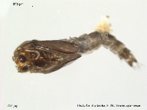  ( - Finnmark767)  @12 [ ] CreativeCommons - Attribution Non-Commercial Share-Alike (2012) NTNU Museum of Natural History and Archaeology NTNU Museum of Natural History and Archaeology