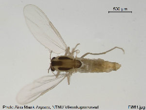  (Thienemanniella sp. 3TE - Finnmark861)  @13 [ ] CreativeCommons - Attribution Non-Commercial Share-Alike (2015) NTNU University Museum, Department of Natural History NTNU University Museum, Department of Natural History