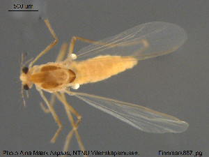  ( - Finnmark867)  @11 [ ] CreativeCommons - Attribution Non-Commercial Share-Alike (2015) NTNU University Museum, Department of Natural History NTNU University Museum, Department of Natural History