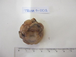  ( - TR1-001)  @11 [ ] Unspecified (default): All Rights Reserved  Unspecified Universidade do Minho