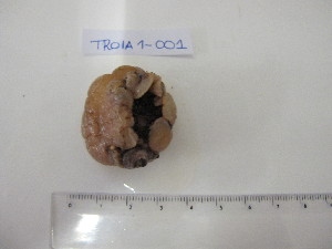  ( - TR1-001)  @11 [ ] Unspecified (default): All Rights Reserved  Unspecified Universidade do Minho