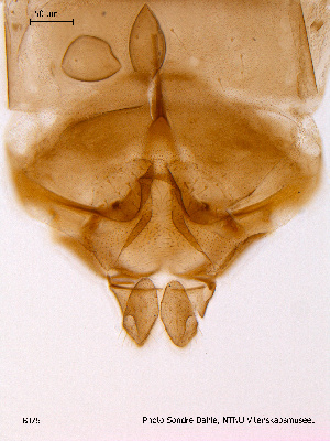  ( - BJ76)  @13 [ ] CreativeCommons - Attribution Non-Commercial Share-Alike (2011) NTNU Museum of Natural History and Archaeology NTNU Museum of Natural History and Archaeology