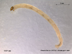  ( - SV274)  @12 [ ] CreativeCommons - Attribution Non-Commercial Share-Alike (2010) NTNU Museum of Natural History and Archaeology NTNU Museum of Natural History and Archaeology