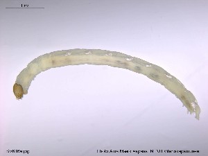  ( - SV 616a)  @12 [ ] CreativeCommons - Attribution Non-Commercial Share-Alike (2014) NTNU Museum of Natural History and Archaeology NTNU University Museum, Department of Natural History