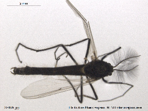  ( - SV 695)  @12 [ ] CreativeCommons - Attribution Non-Commercial Share-Alike (2013) NTNU Museum of Natural History and Archaeology NTNU Museum of Natural History and Archaeology