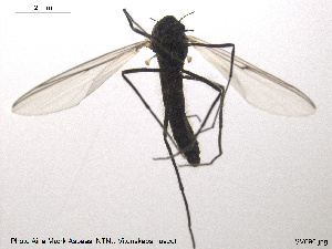  ( - SV 696)  @12 [ ] CreativeCommons - Attribution Non-Commercial Share-Alike (2013) NTNU Museum of Natural History and Archaeology NTNU Museum of Natural History and Archaeology