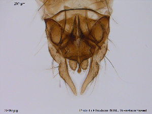  ( - SV99)  @12 [ ] CreativeCommons - Attribution Non-Commercial Share-Alike (2013) NTNU Museum of Natural History and Archaeology NTNU Museum of Natural History and Archaeology