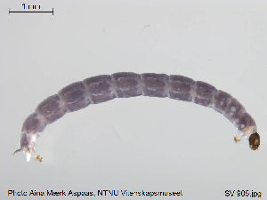  (Metriocnemus sp. 8ES - SV 905)  @13 [ ] CreativeCommons - Attribution Non-Commercial Share-Alike (2014) NTNU University Museum, Department of Natural History NTNU University Museum, Department of Natural History