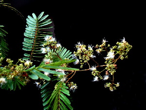 (Albizia myriophylla - FPSCU SS-057)  @11 [ ] CreativeCommons - Attribution Non-Commercial Share-Alike (2017) Unspecified Chulalongkorn University