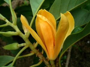  (Magnolia champaca - FPSCU SS-053)  @11 [ ] CreativeCommons - Attribution Non-Commercial Share-Alike (2017) Unspecified Chulalongkorn University