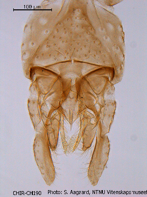  ( - CHIR_CH190)  @12 [ ] CreativeCommons - Attribution Non-Commercial Share-Alike (2010) NTNU Museum of Natural History and Archaeology NTNU Museum of Natural History and Archaeology