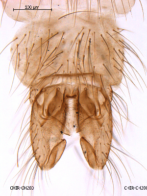  (Metriocnemus sp. 4ES - CHIR_CH280)  @14 [ ] CreativeCommons - Attribution Non-Commercial Share-Alike (2010) NTNU Museum of Natural History and Archaeology NTNU Museum of Natural History and Archaeology