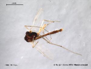  ( - CHIR_CH500)  @12 [ ] CreativeCommons - Attribution Non-Commercial Share-Alike (2010) NTNU Museum of Natural History and Archaeology NTNU Museum of Natural History and Archaeology