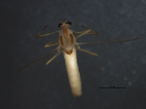  ( - HLC-27247)  @12 [ ] CreativeCommons - Attribution (2009) CBG Photography Group Centre for Biodiversity Genomics