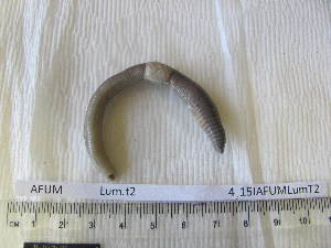  ( - 15IAFUMLumT2)  @13 [ ] Copyright (2014) Unspecified University College Dublin