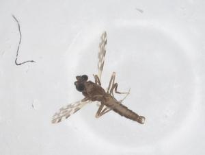  ( - CBG-B02757-F10)  @11 [ ] CreativeCommons - Attribution Share - Alike (2025) Centre for Biodiversity Genomics Centre for Biodiversity Genomics