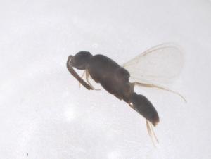  ( - CBG-B03094-A01)  @11 [ ] CreativeCommons - Attribution Share - Alike (2025) Centre for Biodiversity Genomics Centre for Biodiversity Genomics