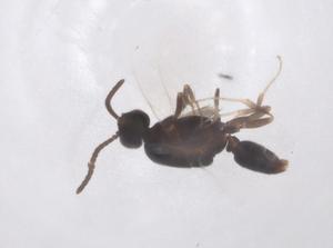  ( - CBG-B03094-A03)  @11 [ ] CreativeCommons - Attribution Share - Alike (2025) Centre for Biodiversity Genomics Centre for Biodiversity Genomics