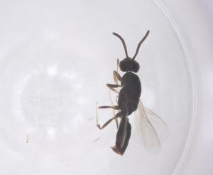  ( - CBG-B03094-A05)  @11 [ ] CreativeCommons - Attribution Share - Alike (2025) Centre for Biodiversity Genomics Centre for Biodiversity Genomics