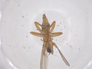  ( - CBG-B03110-B04)  @11 [ ] CreativeCommons - Attribution Share - Alike (2025) Centre for Biodiversity Genomics Centre for Biodiversity Genomics