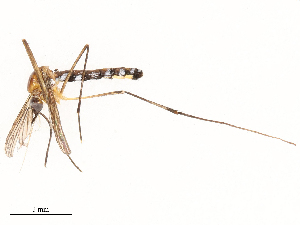  (Eretmapodites - CBG-B03171-F09)  @11 [ ] CreativeCommons - Attribution Share - Alike (2025) CBG Photography Group Centre for Biodiversity Genomics