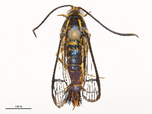  ( - CBG-B03172-C08)  @11 [ ] CreativeCommons - Attribution Share - Alike (2025) CBG Photography Group Centre for Biodiversity Genomics