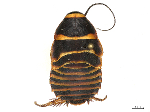  (Simandoa - CBG-B03172-C12)  @11 [ ] CreativeCommons - Attribution Share - Alike (2025) CBG Photography Group Centre for Biodiversity Genomics