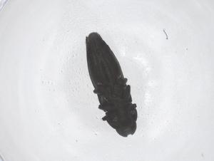  (Aphanisticus mascarenicus - CBG-B07414-G11)  @11 [ ] CreativeCommons - Attribution Share - Alike (2025) Centre for Biodiversity Genomics Centre for Biodiversity Genomics