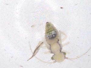  ( - CBG-B07518-A08)  @11 [ ] CreativeCommons - Attribution Share - Alike (2025) Centre for Biodiversity Genomics Centre for Biodiversity Genomics