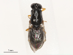  ( - CBG-B07601-C10)  @11 [ ] CreativeCommons - Attribution Share - Alike (2025) CBG Photography Group Centre for Biodiversity Genomics