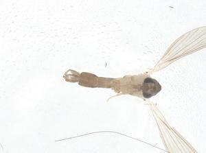  (Sergentomyia inermis - CBG-B12924-G01)  @11 [ ] CreativeCommons - Attribution Share - Alike (2025) Centre for Biodiversity Genomics Centre for Biodiversity Genomics