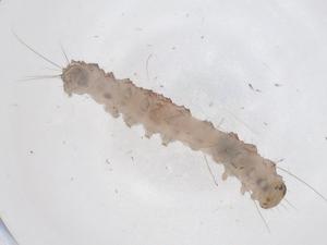  ( - CBG-B12926-D09)  @11 [ ] CreativeCommons - Attribution Share - Alike (2025) Centre for Biodiversity Genomics Centre for Biodiversity Genomics