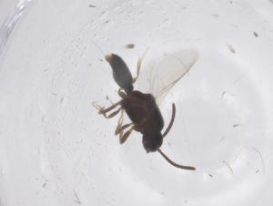  (Apomyrminae - CBG-B14311-G04)  @11 [ ] CreativeCommons - Attribution Share - Alike (2025) Centre for Biodiversity Genomics Centre for Biodiversity Genomics