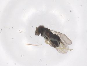  ( - CBG-B19981-C09)  @11 [ ] CreativeCommons - Attribution Share - Alike (2025) Centre for Biodiversity Genomics Centre for Biodiversity Genomics