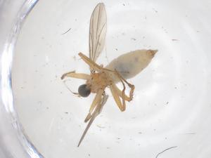  ( - CBG-B20037-G09)  @11 [ ] CreativeCommons - Attribution Share - Alike (2025) Centre for Biodiversity Genomics Centre for Biodiversity Genomics