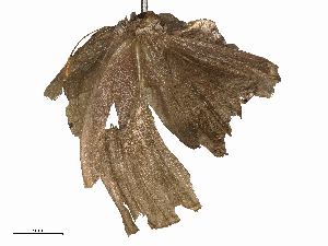  ( - CBG-B20049-C05)  @11 [ ] CreativeCommons - Attribution Share - Alike (2025) CBG Photography Group Centre for Biodiversity Genomics