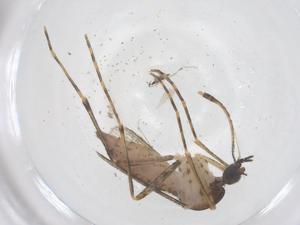  ( - CBG-B20083-F11)  @11 [ ] CreativeCommons - Attribution Share - Alike (2025) Centre for Biodiversity Genomics Centre for Biodiversity Genomics