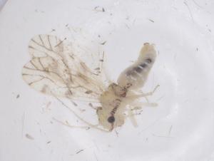  ( - CBG-B20819-F03)  @11 [ ] CreativeCommons - Attribution Share - Alike (2025) Centre for Biodiversity Genomics Centre for Biodiversity Genomics