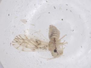  ( - CBG-B20819-F10)  @11 [ ] CreativeCommons - Attribution Share - Alike (2025) Centre for Biodiversity Genomics Centre for Biodiversity Genomics