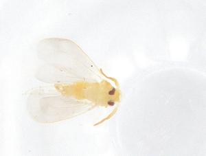  (Paraleyrodes minei - CBG-B20829-H04)  @11 [ ] CreativeCommons - Attribution Share - Alike (2025) Centre for Biodiversity Genomics Centre for Biodiversity Genomics