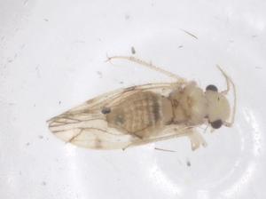  ( - CBG-B20877-H04)  @11 [ ] CreativeCommons - Attribution Share - Alike (2025) Centre for Biodiversity Genomics Centre for Biodiversity Genomics