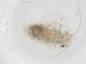  ( - CBG-B20878-C07)  @11 [ ] CreativeCommons - Attribution Share - Alike (2025) Centre for Biodiversity Genomics Centre for Biodiversity Genomics