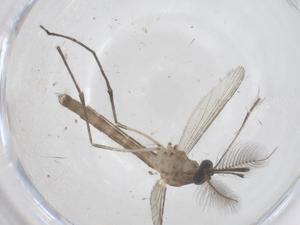  (Culex watti - CBG-B20878-E07)  @11 [ ] CreativeCommons - Attribution Share - Alike (2025) Centre for Biodiversity Genomics Centre for Biodiversity Genomics