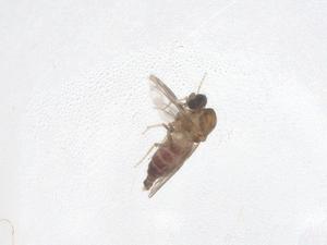  ( - CBG-B20610-C01)  @11 [ ] CreativeCommons - Attribution Share - Alike (2025) Centre for Biodiversity Genomics Centre for Biodiversity Genomics