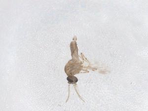  ( - CBG-B20610-D11)  @11 [ ] CreativeCommons - Attribution Share - Alike (2025) Centre for Biodiversity Genomics Centre for Biodiversity Genomics