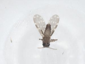  ( - CBG-B21153-E03)  @11 [ ] CreativeCommons - Attribution Share - Alike (2025) Centre for Biodiversity Genomics Centre for Biodiversity Genomics