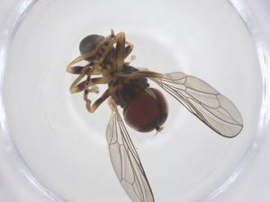  ( - CBG-B21192-E02)  @11 [ ] CreativeCommons - Attribution Share - Alike (2025) Centre for Biodiversity Genomics Centre for Biodiversity Genomics