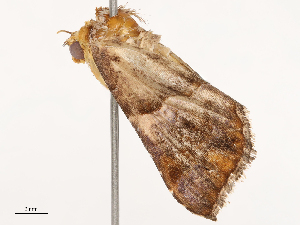  ( - CBG-B21613-E07)  @11 [ ] CreativeCommons - Attribution Share - Alike (2025) CBG Photography Group Centre for Biodiversity Genomics