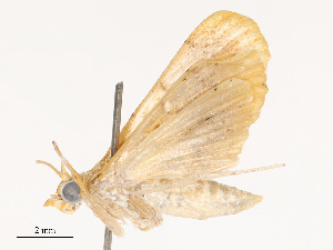  ( - CBG-B21619-D05)  @11 [ ] CreativeCommons - Attribution Share - Alike (2025) CBG Photography Group Centre for Biodiversity Genomics